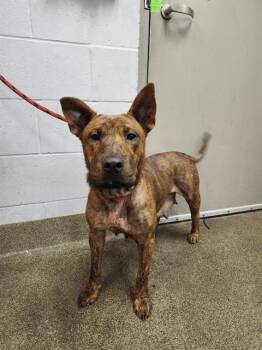 Mixed Breed Dogs Available for Adoption - PEPPER | PetCurious