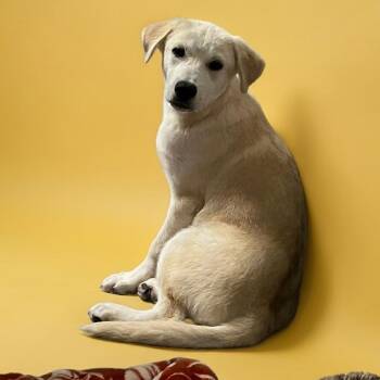 Blake 6114 -  Mixed Breed Dog Available for Adoption in Boca Raton, Florida - Blake 6114 | PetCurious