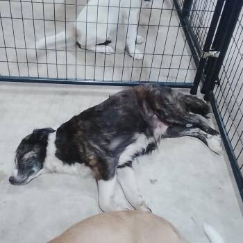 Blakely -  Border Collie and Mixed Breed Dog for Adoption in San Saba, Texas - Blakely | PetCurious