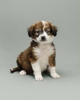 Merlot -  Mixed Breed Dog for Adoption in Mesa, Arizona - Merlot | PetCurious