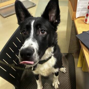 Miguel -  Mixed Breed Dog for Adoption in Winston-salem, North Carolina - Miguel | PetCurious