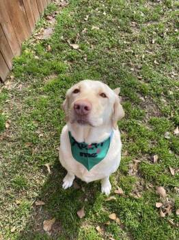 Labrador Retriever Dogs Available for Adoption - Wilson | PetCurious