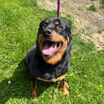 Rottweiler Dogs Available for Adoption in Council Bluffs, Iowa - Hoss | PetCurious