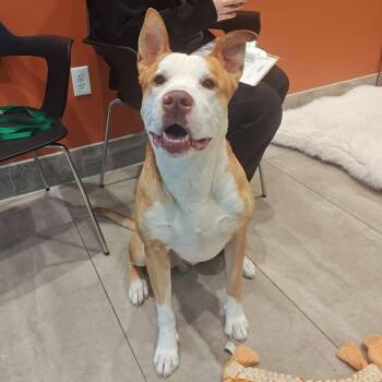 Bobby -  Pit Bull Terrier Dog for Adoption in Springdale, Arkansas - Bobby | PetCurious