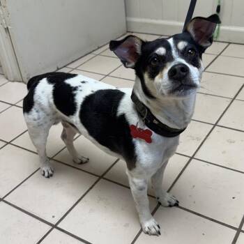 Jack Russell Terrier Dogs Available for Adoption in Tuscaloosa, Alabama - Jack | PetCurious