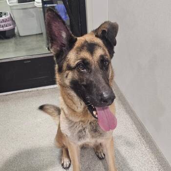 German Shepherd Dog Dogs Available for Adoption - Cash | PetCurious