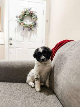 Australian Cattle Dog Blue Heeler Dogs Available for Adoption in Goodyear, Arizona - JACK | PetCurious