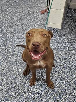 ROSIE -  Pit Bull Terrier and Mixed Breed Dog for Adoption in Thousand Palms, California - ROSIE | PetCurious