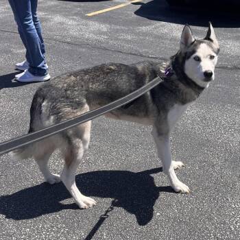 Mixed Breed Dogs Available for Adoption in Mentor, Ohio - Opal | PetCurious