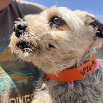 Maltese and Yorkshire Terrier Dogs Available for Adoption in Peyton, Colorado - Edie (AP26-90) | PetCurious