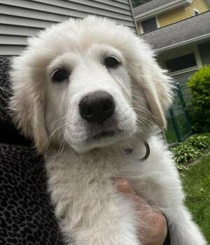 Jazzy -  Great Pyrenees Dog for Adoption in Brooklyn Center, Minnesota - Jazzy | PetCurious