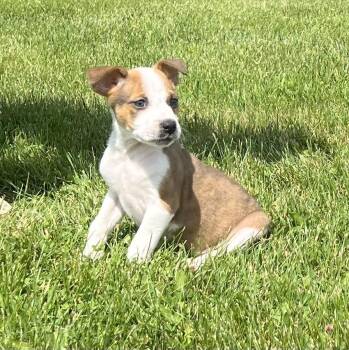 RON -  Hound Dog for Adoption in Belmont, New York - RON | PetCurious