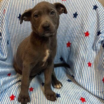 Jamber NO CHIP -  Australian Cattle Dog Blue Heeler and Mixed Breed Dog for Adoption in Kittanning, Pennsylvania - Jamber NO CHIP | PetCurious
