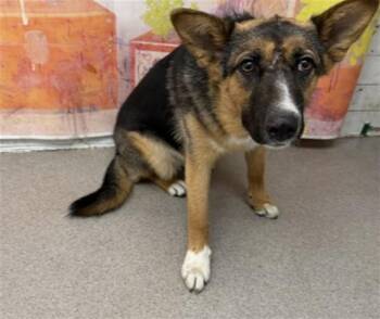 FABLE -  German Shepherd Dog and Cardigan Welsh Corgi Dog for Adoption in San Bernardino, California - FABLE | PetCurious