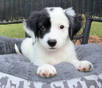 Crackle -  Mixed Breed Dog for Adoption in Mount Pleasant, South Carolina - Crackle | PetCurious