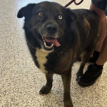 Akita and Husky Dogs Available for Adoption in Madisonville, Tennessee - Ivy | PetCurious