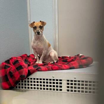 Applesauce -  Terrier Dog for Adoption in Des Moines, Iowa - Applesauce | PetCurious