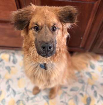 Chow Chow Dogs Available for Adoption in Kiowa, Oklahoma - Allie  | PetCurious