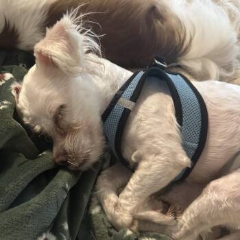 Sweetie Pie -  Maltese and Mixed Breed Dog for Adoption in Durham, North Carolina - Sweetie Pie | PetCurious