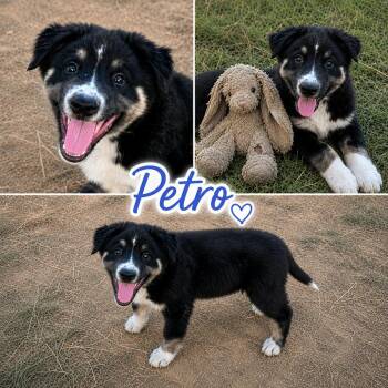 Petro -  Australian Shepherd Dog for Adoption in Zimmerman, Minnesota - Petro | PetCurious