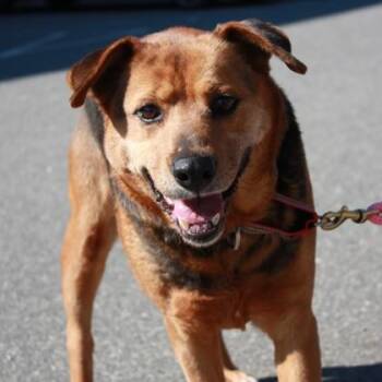 Mixed Breed Dogs Available for Adoption in Richmond, Virginia - Bandita | PetCurious