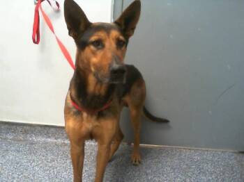 German Shepherd Dog Dogs Available for Adoption - A1259526 | PetCurious