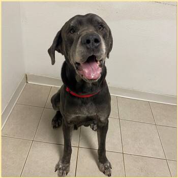 Cane Corso Dogs Available for Adoption - Blue | PetCurious