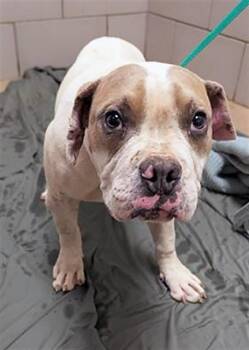Mixed Breed Dogs Available for Adoption in Nashville, Tennessee - Phish | PetCurious