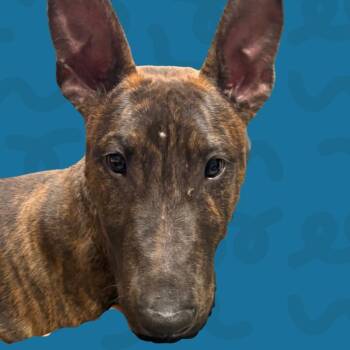 Wishbone -  Bull Terrier Dog for Adoption in Reno, Nevada - Wishbone | PetCurious