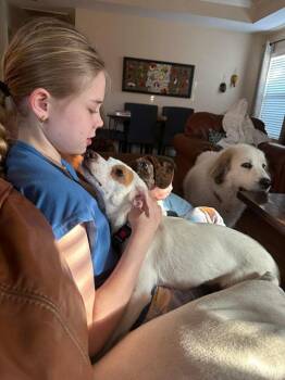 Chihuahua and Spaniel Dogs Available for Adoption - Ryan | PetCurious