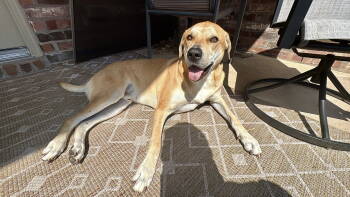 Rescue Yellow Labrador Retriever Dogs for Adoption in Dallas, Texas - Hank IV (New Digs) | PetCurious