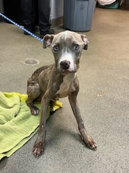 Rescue Mixed Breed Dogs for Adoption in Jacksonville, Florida - TOBIAS | PetCurious