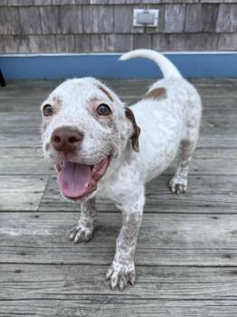Bingo -  Australian Cattle Dog Blue Heeler Dog for Adoption in Stewart Manor, New York - Bingo | PetCurious