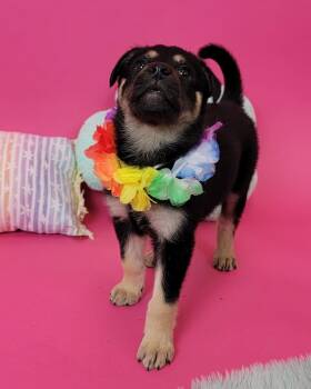 Shepherd and Cattle Dog Dogs Available for Adoption in Phoenix, Arizona - Mowgli | PetCurious