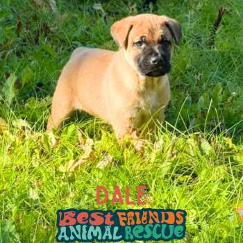 Dale -  Shepherd and Labrador Retriever Dog for Adoption in Wasilla, Alaska - Dale | PetCurious
