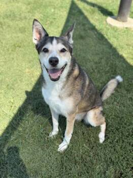 Rescue Mixed Breed Dogs for Adoption in Memphis, Tennessee - Bear | PetCurious