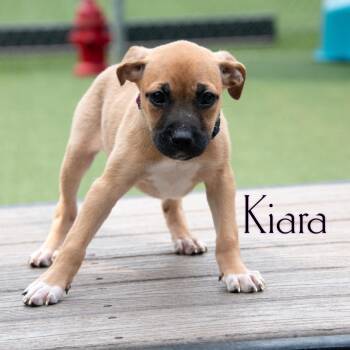 Kiara -  Pit Bull Terrier and Australian Shepherd Dog for Adoption in Parkersburg, West Virginia - Kiara | PetCurious