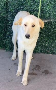 German Shepherd Dog and Mixed Breed Dogs Available for Adoption in El Paso, Texas - 60880735 | PetCurious