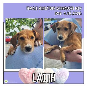 Laith -  Schnauzer Dog for Adoption in Pottstown, Pennsylvania - Laith | PetCurious