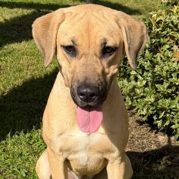 Laila -  Labrador Retriever and Mixed Breed Dog for Adoption in Calverton, New York - Laila | PetCurious