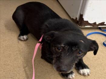 Chihuahua and Mixed Breed Dogs Available for Adoption in Derwood, Maryland - ARCHIE | PetCurious