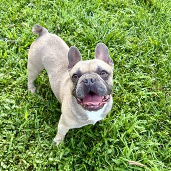 Draco -  French Bulldog Dog for Adoption in Murphysboro, Illinois - Draco | PetCurious