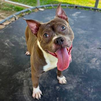 Ferris Bueller -  Pit Bull Terrier and English Bulldog Dog for Adoption in Godfrey, Illinois - Ferris Bueller | PetCurious