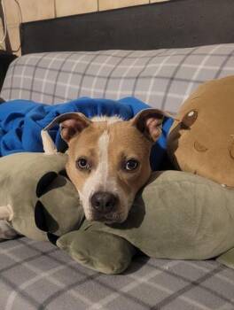 Mixed Breed Dogs Available for Adoption in Chamblee, Georgia - Annora- IN FOSTER | PetCurious