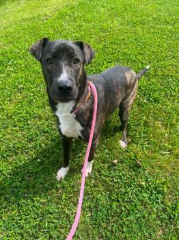 Zuma -  Shar Pei Dog for Adoption in Front Royal, Virginia - Zuma | PetCurious