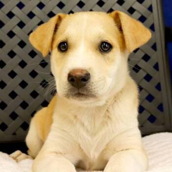 Golden Retriever Dogs Available for Adoption in Midland, Texas - Kiana | PetCurious