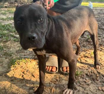 Rescue Pit Bull Terrier Dogs for Adoption in Troy, Alabama - Cheeseburger | PetCurious