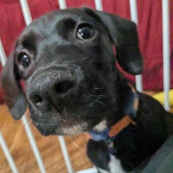 Rescue Black Labrador Retriever and Beagle Dogs for Adoption in Springfield, Missouri - Prince | PetCurious