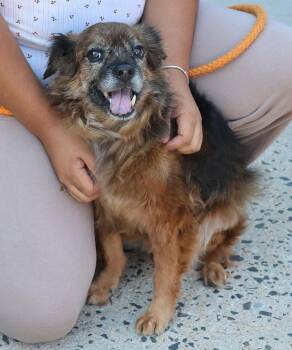 Peluche -  Terrier Dog for Adoption in Harrison, New York - Peluche | PetCurious