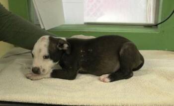 Pea Body -  Terrier and Mixed Breed Dog for Adoption in Picayune, Mississippi - Pea Body | PetCurious